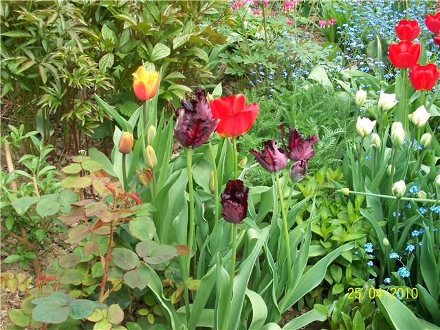 tulipani Black Parrot i Lambada